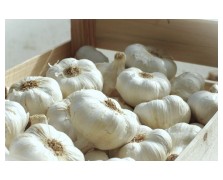 ΣΚΟΡΔΟ MESSIDROME 50/60