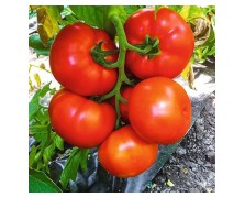 ΤΟΜΑΤΑ LANTINA F1