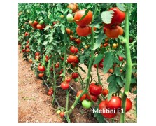 ΤΟΜΑΤΑ MELITINI F1