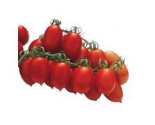 ΤΟΜΑΤΑ ΒΕΛΑΝΙΔΙ PACIFICO F1