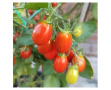 ΤΟΜΑΤΑ ΒΕΛΑΝΙΔΙ NOPI F1