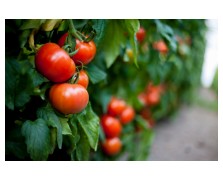 ΤΟΜΑΤΑ TORRY F1