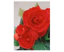 2 BEGONIA DOUBLE : RED