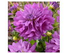 1 DAHLIA DECORATIVE : BLUETIFUL