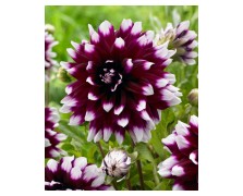 1 DAHLIA DECORATIVE : MYSTERY DAY