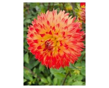 1 DAHLIA DECORATIVE : PROCYON