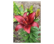 2 LILIUM ASIATIC : MONTE NEGRO