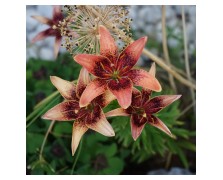 2 LILIUM ASIATIC : WHISTLER