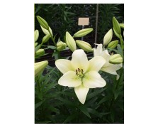 2 LILIUM ASIATIC : ERCOLANO