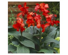 1 CANNA : PRESIDENT