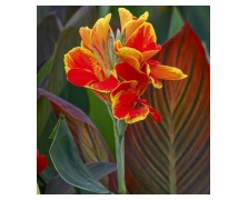 1 CANNA : PREROSEMOND COLES
