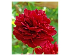 1 PAEONIA : RED