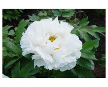 1 PAEONIA : WHITE