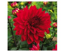 1 DAHLIA DECORATIVE : GARDEN WONDER