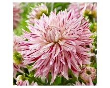 1 DAHLIA DECORATIVE : AVIGON