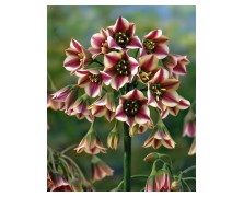 NECTAROSCORDUM BULGARICUM SICULUM (HONEY LILY)