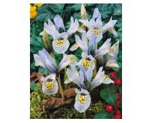 IRIS HISTRIOIDES KATHARINE HODGKIN - ΙΡΙΔΕΣ 