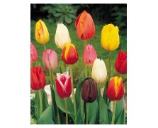 TULIPS TRIUMPH/GARDEN MIXED 