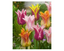TULIPS LILY FLOWERING MIXED