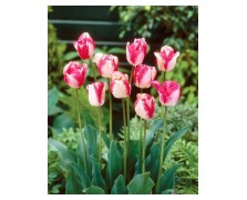 TULIPS TRIUMPH MATA HARI 
