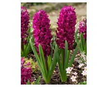HYACINTHUS BEDDING WOODSTOCK - ΖΟΥΜΠΟΥΛΙΑ