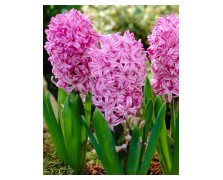 HYACINTHUS BEDDING AMETHYST - ΖΟΥΜΠΟΥΛΙΑ