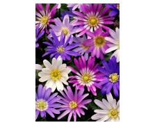 ANEMONE BLANDA MIXED - ΑΝΕΜΩΝΕΣ ΑΓΡΙΕΣ